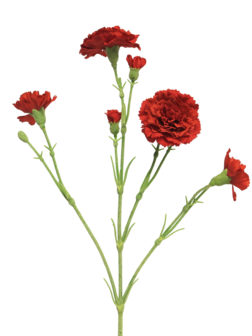 Bloem Dianthus Charly - Rood