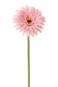 Bloem Gerbera - Licht roze