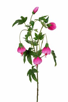 Bloem Abutilon - Roze