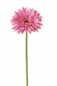 Bloem Gerbera - Roze