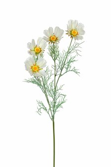 Bloem Cosmos - Creme