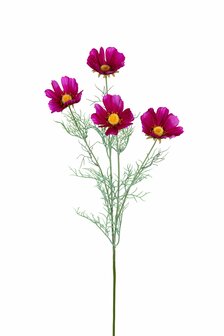 Bloem Cosmos - Magenta