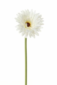 Bloem Gerbera - Wit