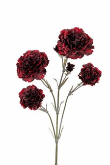 Bloem Dianthus  - Rood